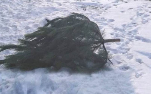 Улицы Мариуполя заполонили выброшенные елки