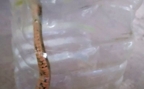 Пятнистая змея во дворе напугала мариупольцев
