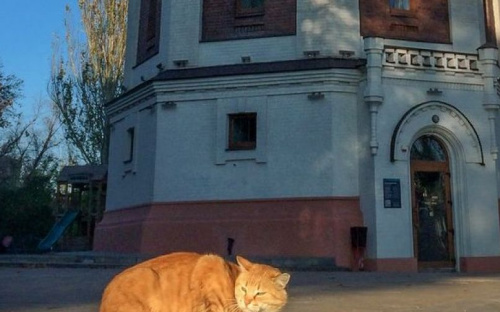 В Мариуполе начнут массово стерилизовать бездомных котов и кошек?