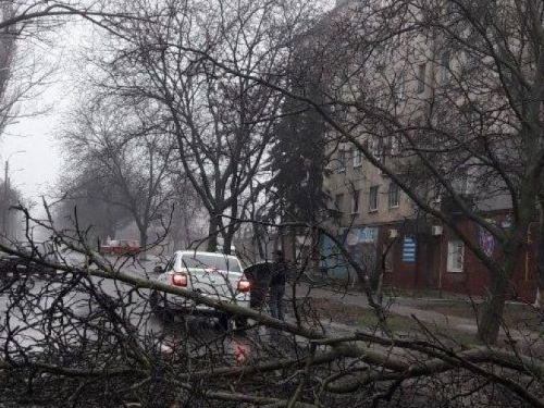 В Мариуполе на дорогу рухнуло дерево. Полиция вызвала спасателей (ФОТО)
