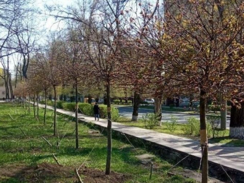 В Мариуполе на кленах Аллеи новорожденных появились первые листочки (ФОТО)