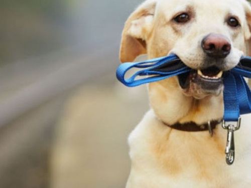 Как мариупольцам выгуливать животных и не получить штраф?