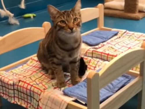 Братьям меньшим: Ikea подарила мини-кроватки кошкам из приюта