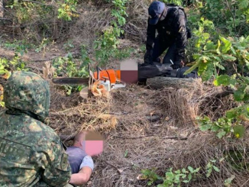 Мариуполец сколотил банду «черных» лесорубов: ущерб от вырубки составил 1 млн грн (ФОТО)
