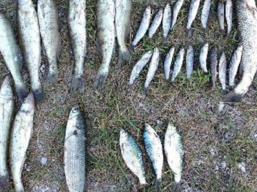 Незаконная рыбалка в Мариуполе обернулась мужчине предстоящим судом (ФОТО)