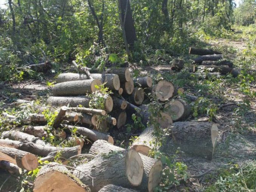 В Донецкой области незаконно срубили деревьев на 1,8 млн грн (ФОТО)