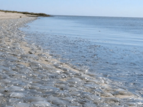 Росія знищила Азовське море: на пляжах Маріуполя з'явилося безліч медуз