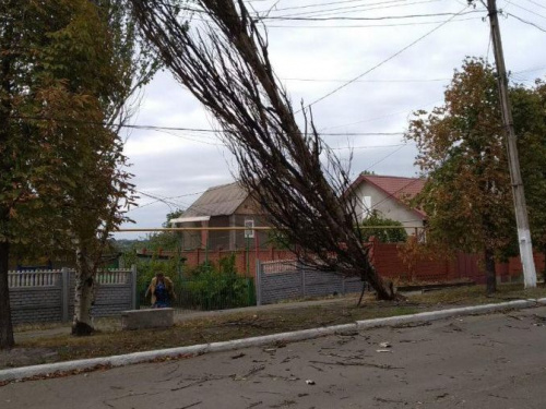 В мариупольском поселке тополь упал на линию электропередач (ФОТОФАКТ)