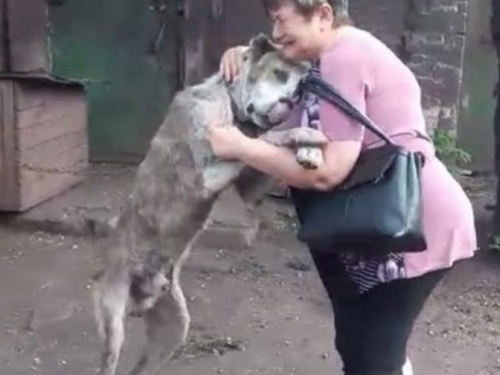 Со слезами на глазах: в Мариуполе женщина встретилась с любимым псом, которого выкрали два года назад (ВИДЕО)