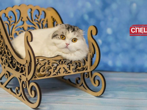 Домик для ежика, санки для кота. Мариупольская зоомебель, которая покоряет мир (ФОТО)