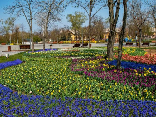 В мариупольской «Веселке» расцвели тюльпаны (ФОТОФАКТ)