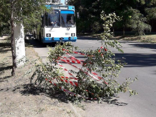 Мариупольцы украсили «гирляндой» дерево, «растущее» из ливневки (ФОТОФАКТ)