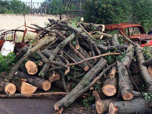 В Донецкой области поймали «черных лесорубов» из Мариуполя (ФОТО)