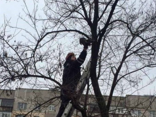 В Рождество в Мариуполе котенок стал заложником высоты (ФОТО)
