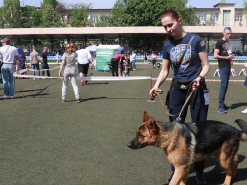 Конкурс в Мариуполе собрал 600 собак из разных регионов Украины и других стран (ФОТО)