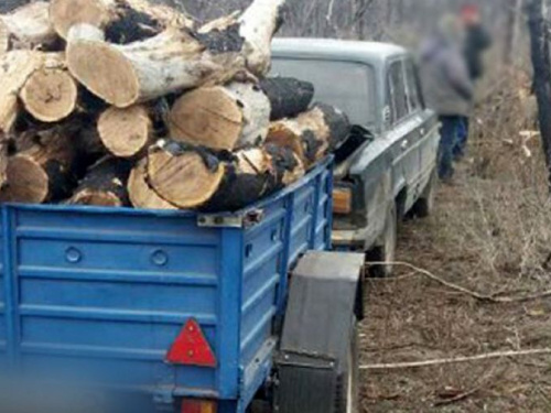 «Черные лесорубы» продолжают рубить леса Донетчины (ФОТО)