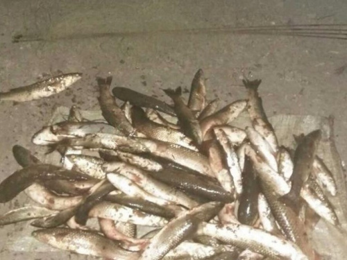 В Мариуполе поймали браконьера, который «Пауком» наловил рыбы на 19 тысяч гривен