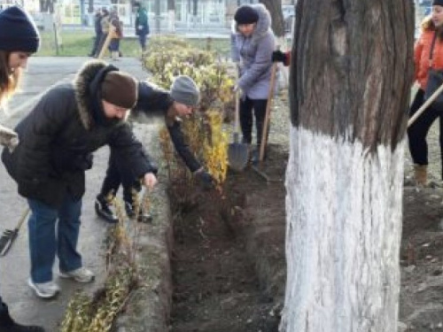 В Мариуполе высадили можжевельник