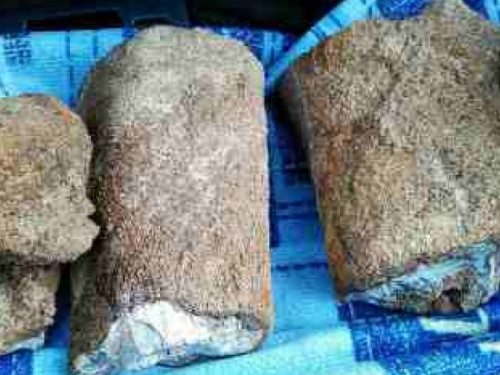 В окрестностях Мариуполя нашли кости доисторического животного