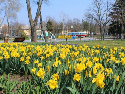 В мариупольской «Веселке» распустились нарциссы, фиалки, мускари (ФОТО)