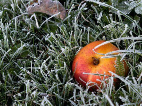В Донецкую область надвигаются заморозки: температура опустится до -3°C