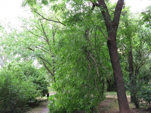 В Мариуполе пятиметровая ветка рухнула на тротуар (ФОТОФАКТ)