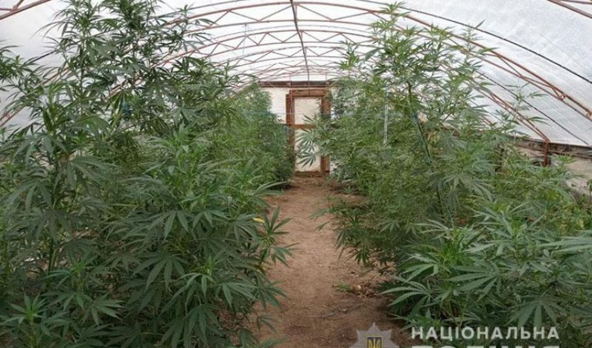 Донецк марихуана вредна ли конопля для организма