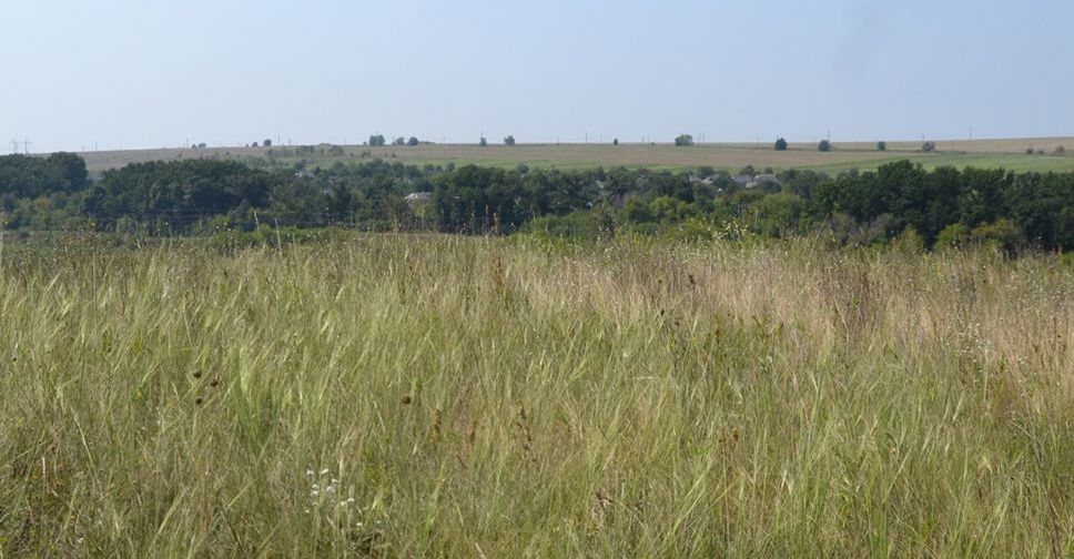 Ковыль в волгоградской области фото