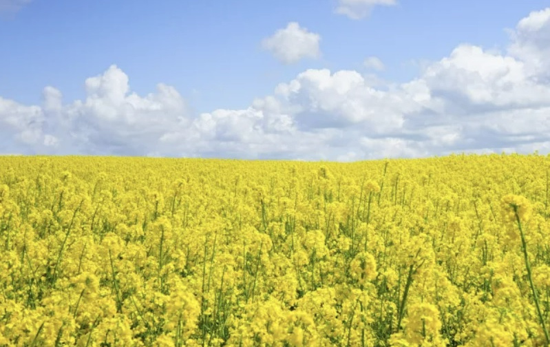 Якою буде погода в Україні в останні липневі вихідні 2023 року – детальний прогноз