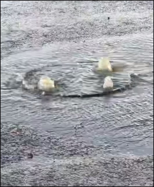 Вода б’є через отвори в кришці люка та заливає асфальт.