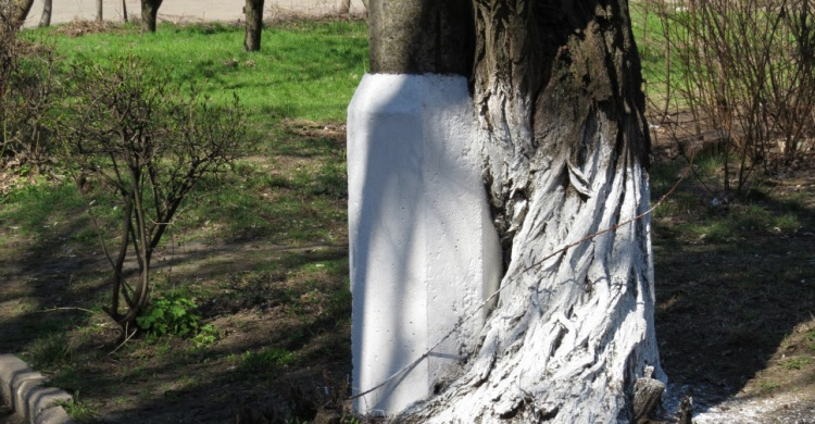 Мариуполь 11 лет нарушает странный закон Украины о запрете на побелку деревьев и бордюров (ФОТО)