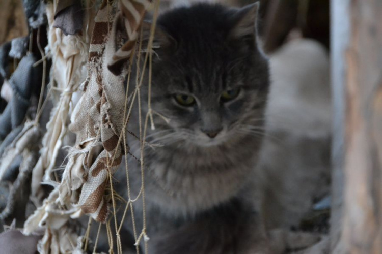 Спасение «мурчика»: украинские бойцы на передовой в Донбассе собрали деньги на лечение кота (ФОТО)