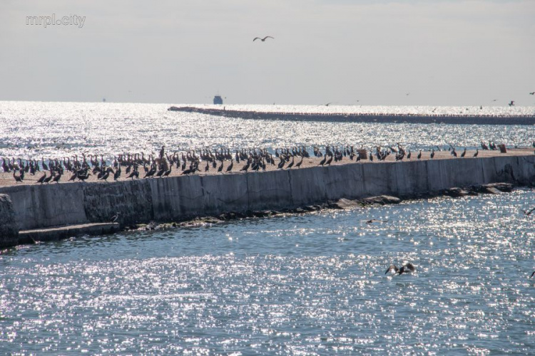 Чайки, бакланы и дикие утки: в Мариупольском порту живут тысячи «пернатых» (ФОТО+ВИДЕО)
