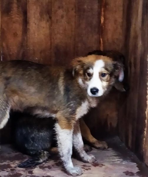 Животные – под наблюдением, горожане – в безопасности: в Мариуполе приютили бездомных собак