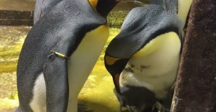 Пингвины-геи похитили детеныша у своих невнимательных гетеросексуальных сородичей (ВИДЕО)
