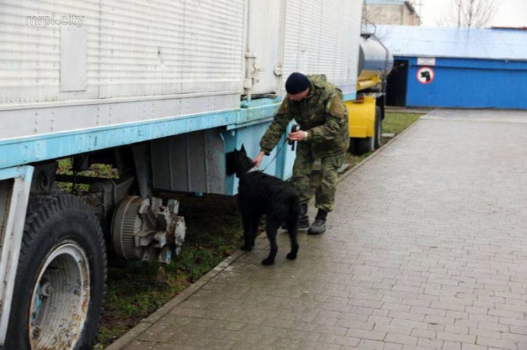 Вокзалы Мариуполя будет патрулировать полицейская собака Кейси (ФОТО)
