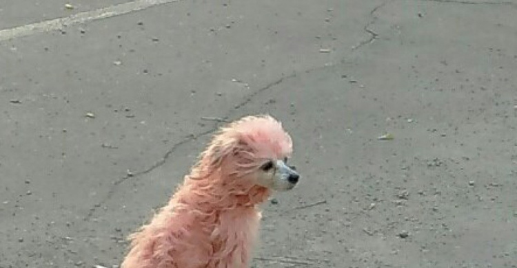  По Мариуполю разгуливал розовый пёс с грустными глазами (ФОТОФАКТ)