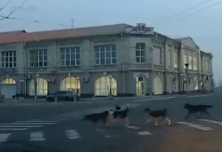 В Мариуполе собаки переходят дорогу по зебре (ФОТО+ВИДЕО)