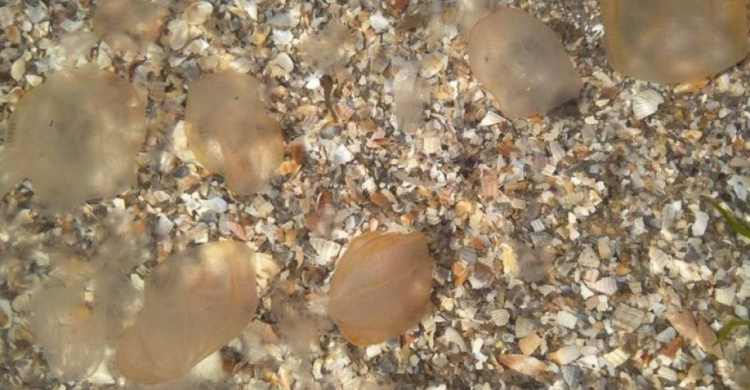 В Мариуполе море стало рыжим от нашествия медуз (ФОТОФАКТ)