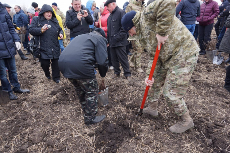 В Донецкой области на месте ожесточенных боев высадили дубы