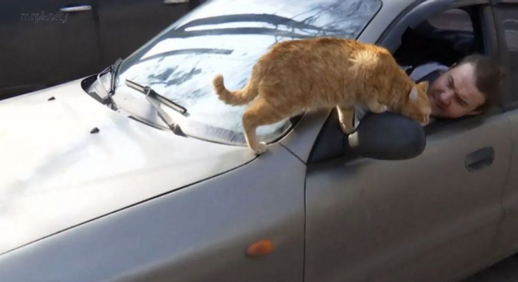 Хвостатый таксист. В харьковской службе такси рыжий кот «возит» пассажиров (ФОТО+ВИДЕО)
