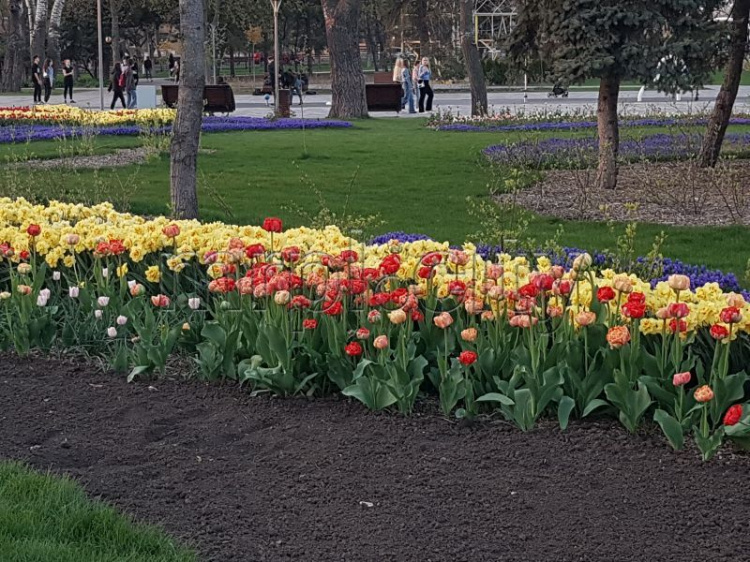 Узоры из тюльпанов,  нарциссов, пионов: Мариуполь укрылся цветочными коврами