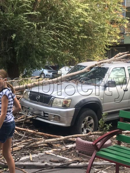 В Мариуполе возле жилого дома упало дерево: разбит автомобиль (ФОТОФАКТ)