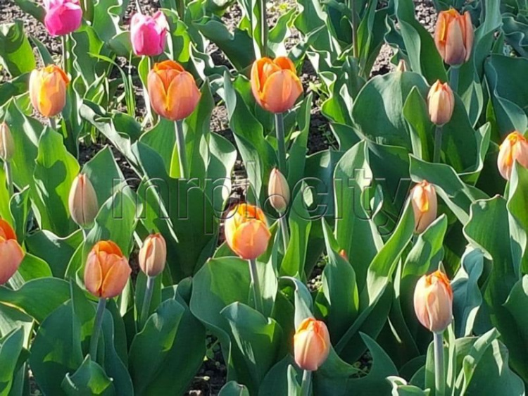 Узоры из тюльпанов,  нарциссов, пионов: Мариуполь укрылся цветочными коврами