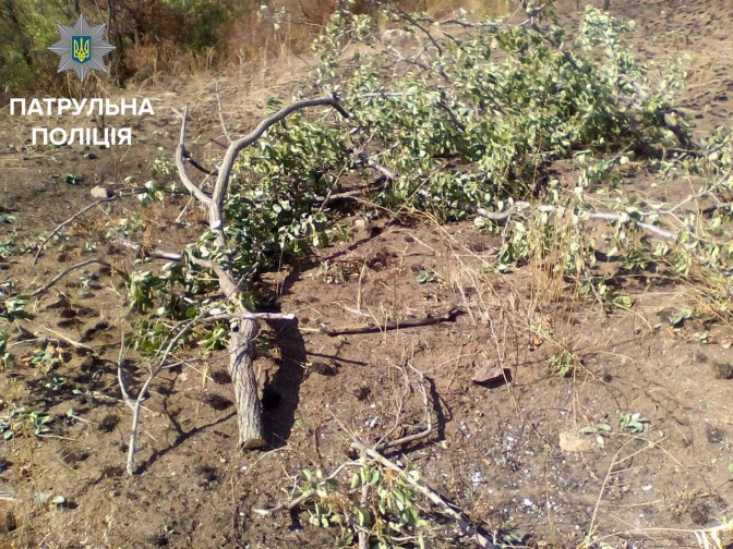 В Мариуполе задержали незаконных лесорубов, один из них числится в розыске