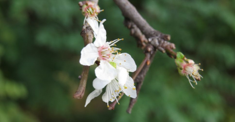 Золотая «весна». В Мариуполе начали цвести деревья (ФОТОРЕПОРТАЖ)
