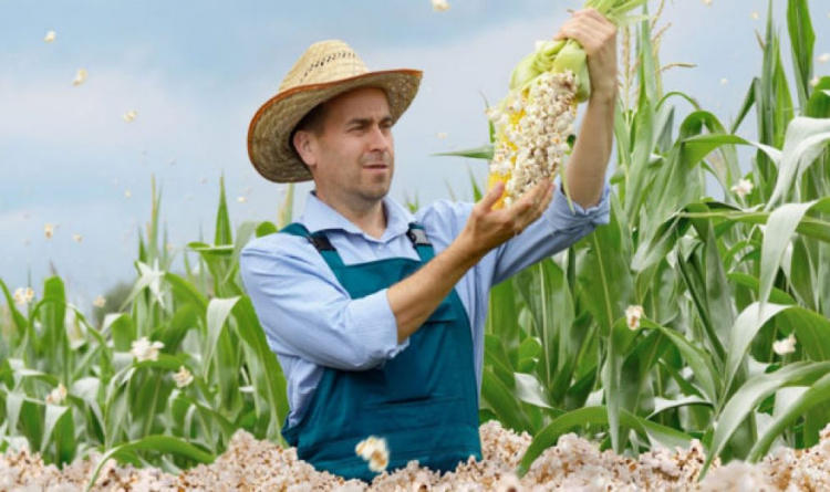 У фермера 35 гектарів кукурудзи перетворилися в попкорн