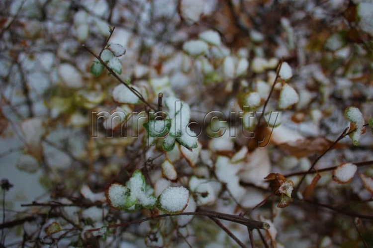 Зимняя сказка в ноябре: Мариуполь украсил первый снег (ФОТОРЕПОРТАЖ)