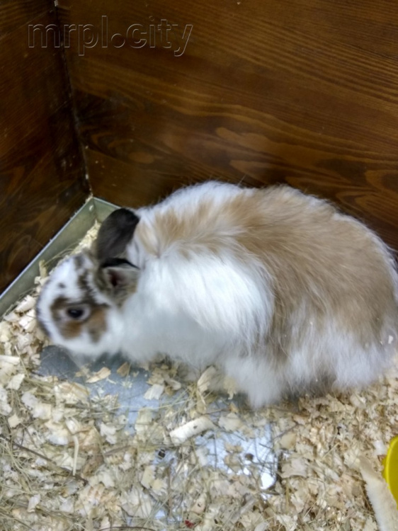 Выставка животных Братец Кролик