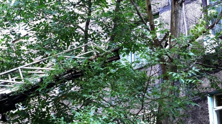 В Мариуполе кот просидел на дереве трое суток (ФОТОФАКТ)